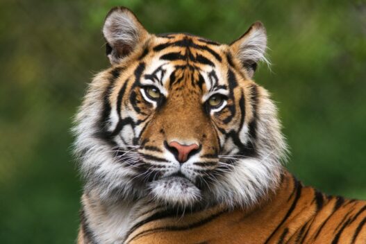 Tigre er blot en af de mange truede dyrearter i verden