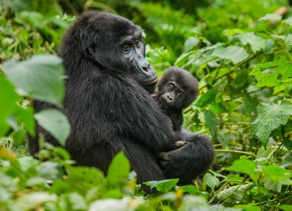 Gorilla og unge